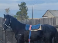 Horse (M), Horses — photo 2