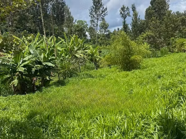 Get Your Bracharia Hay With Added Vitamins From Us NOW!