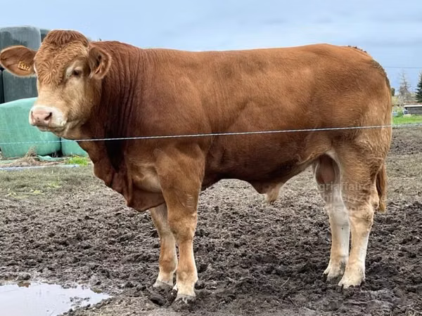 황소, Simmental cattle