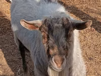 แพะตัวผู้, Saanen goat — รูปภาพ 1
