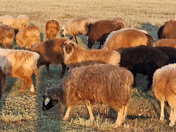 Sheep, Kazakh fat-tailed coarsewool sheep