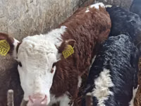 牛只（批次，未指定性别）, Simmental cattle — 照片 2