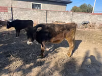 Vaca, Raza Alatau — foto 7