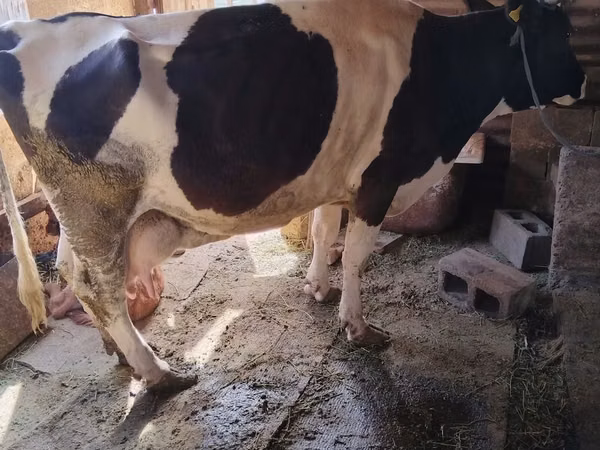Cow, Aberdeen-Angus — Kazakhstan