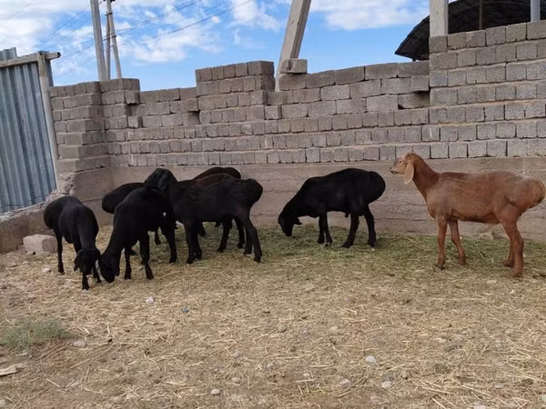 Kambing jantan, Sheep — Kazakhstan