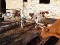 Αγελάδα, Latvian Blue cattle — φωτογραφία 2