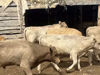 Toro, Razza Auliakol — foto 4