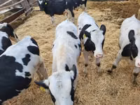 Bull, Holstein breed — photo 1