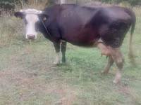 Bull, Cattle — photo 1