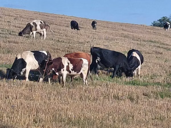 Bull, Holstein breed — Moldova