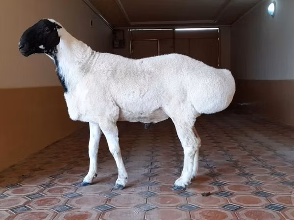 Ram, Dorper sheep