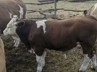 公牛, Simmental cattle — 照片 1