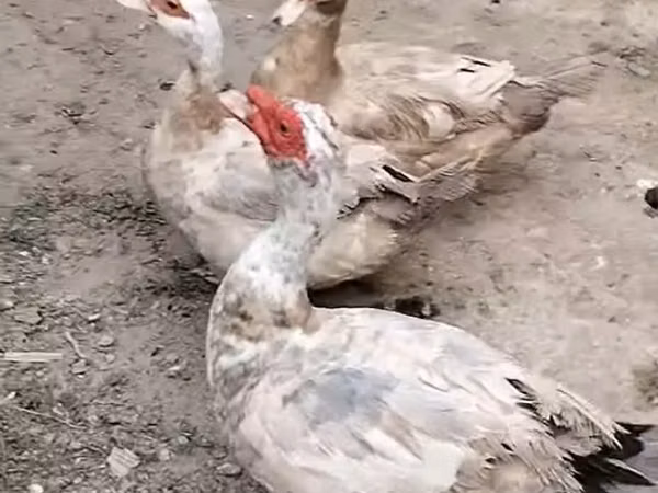 Ducks — جمهوری آذربایجان