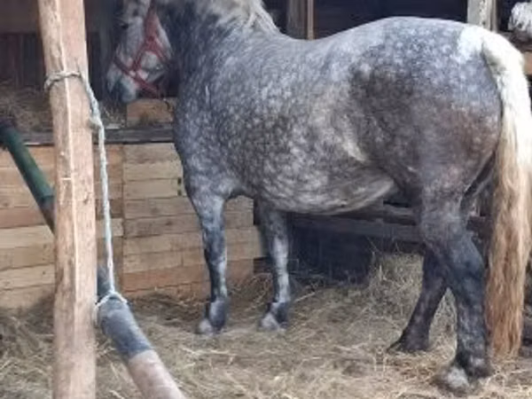 Бие, Hungarian horse breed