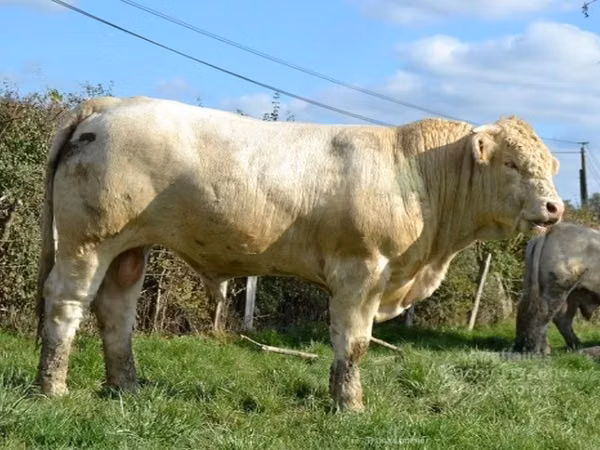 Bull, Charolais cattle — United Kingdom