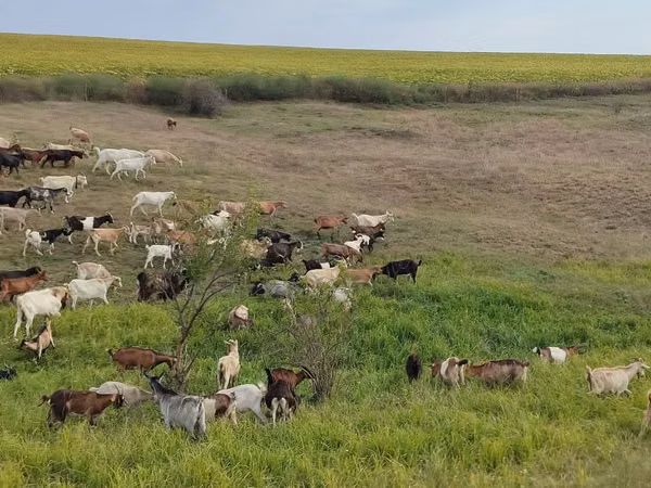 Goat, Goats — Moldova