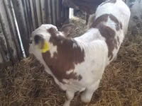 소(암수 미지정, 묶음), Simmental cattle — 사진 6