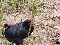 Chickens — Foto 1