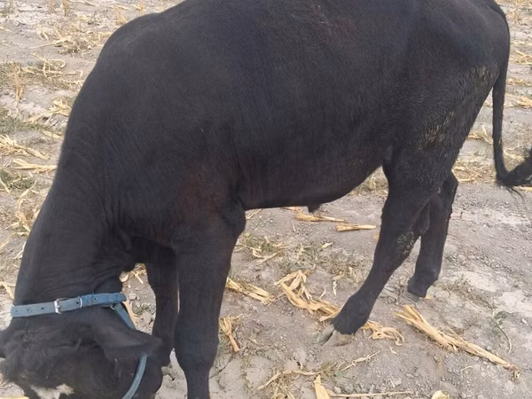 Bull, Holstein breed — Kyrgyzstan