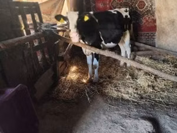 Bull, Russian Black pied cattle