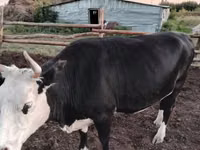 Гов, Russian Black pied cattle — акс 5