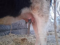 母牛, Latvian Blue cattle — 照片 3