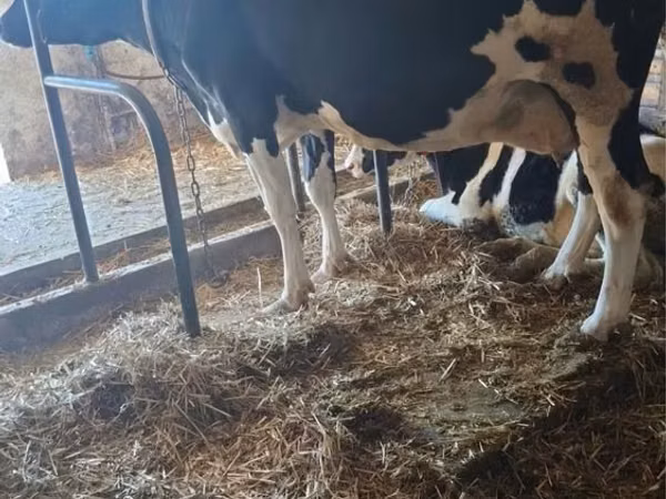 گاو ماده, Russian Black pied cattle — لهستان