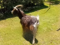 Արու այծ, Alpine goat — լուսանկար 2