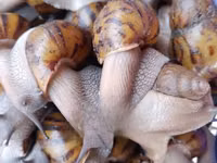 Snail Feed Supplement(10kg) — foto 3