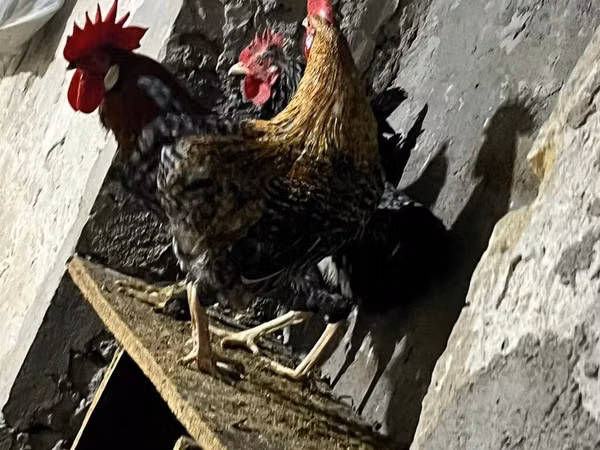 Chickens — Ázerbájdžán