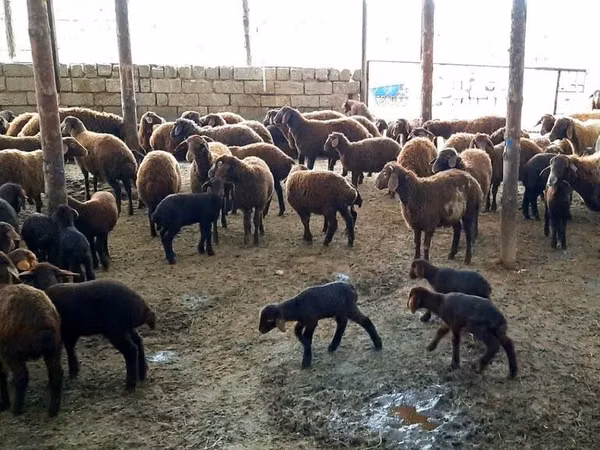 Ram, Sheep — Azerbaijan
