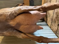 Dişi keçi, Saanen goat — foto 2