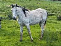 Kuda jantan, Arabian horse — foto 1