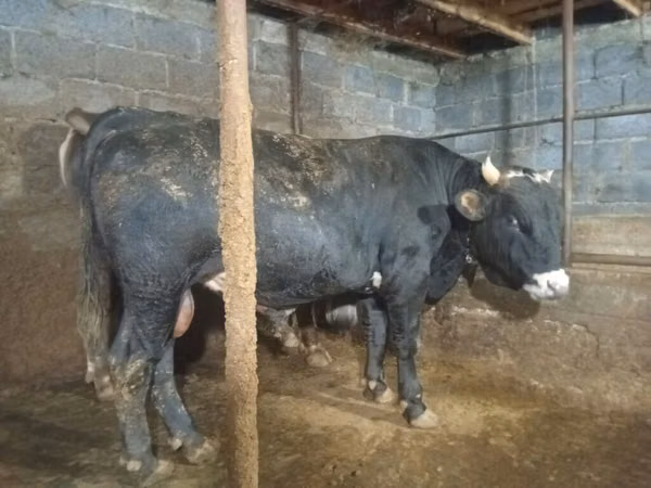 Bull, Cattle — Kyrgyzstan