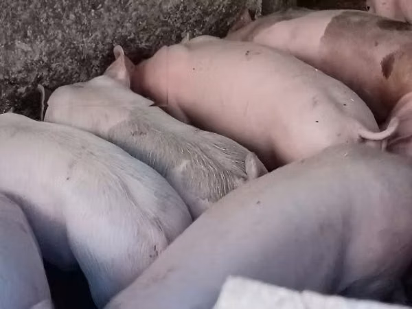 Sow, Pigs
