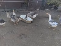 Geese — foto 3