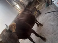 Cow, Cattle — photo 3