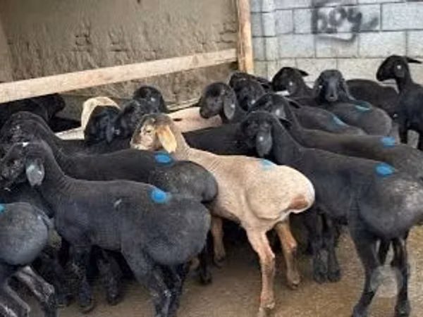 Ram, Sheep — Uzbekistan