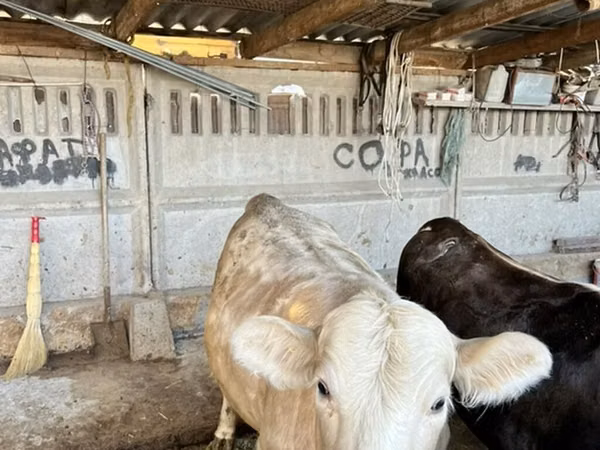 Bull, Simmental cattle — Kyrgyzstan