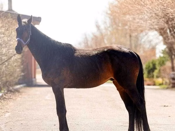 Horse (M), Thoroughbred horse