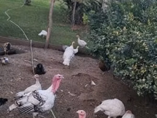 Turkeys — Hangari