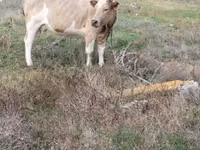 Cow, Simmental cattle — photo 2