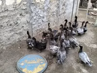 Domestic Muscovy — photo 1