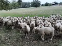 میش, Ile-de-France sheep — عکس 6