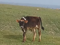 ወንድ በሬ, Cattle — ፎቶ 4