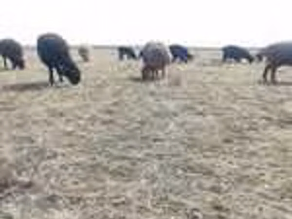 Ram, Sheep — Kazakhstan