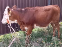 Cow, Swiss cattle — photo 2