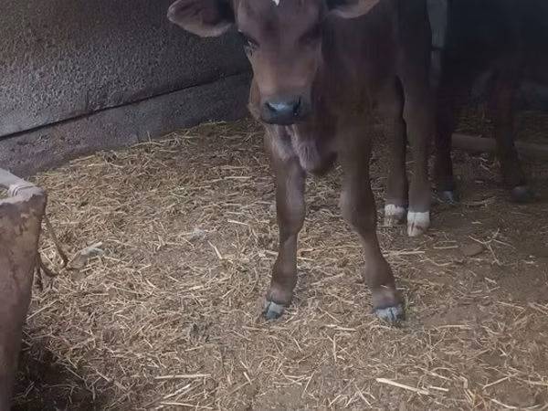 Dibi, Swiss cattle — Kirgistaan