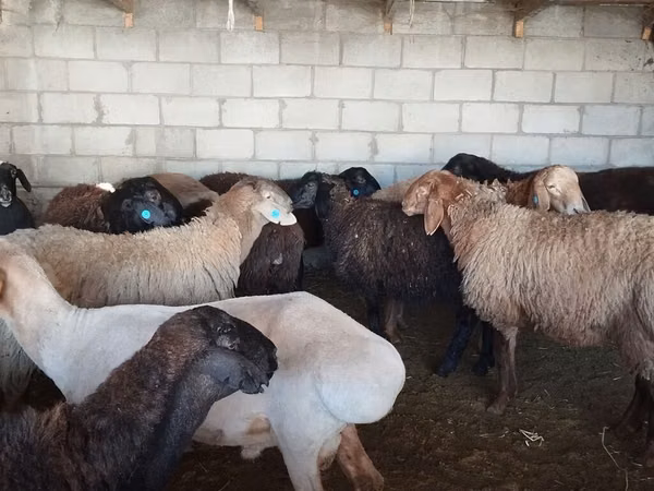 Ram, Rhon sheep