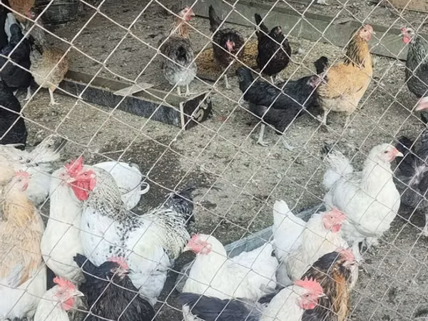 Chickens — Kyrgyzstan
